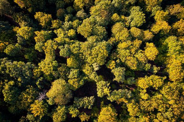 Luftaufnahme eines Waldes mit vielen Bäumen. Weinheim, Deutschland | © Bernd Dittrich / Unsplash Luftaufnahme eines Waldes mit vielen Bäumen. Weinheim, Deutschland