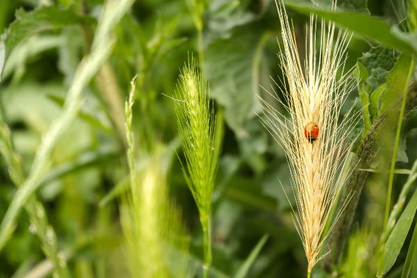 Crop ear with ladybug