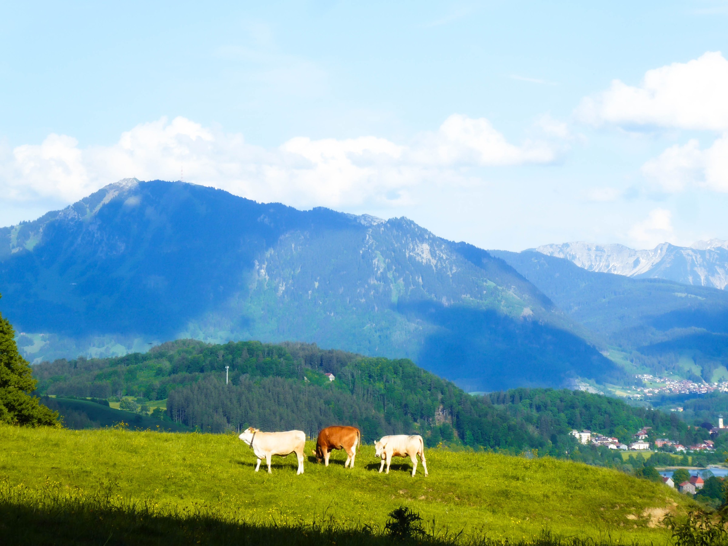 Cows on a meadow