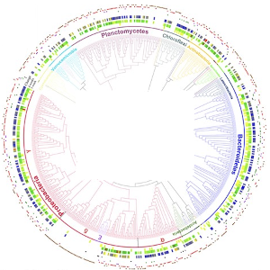 Phylogeny of bacterial taxa