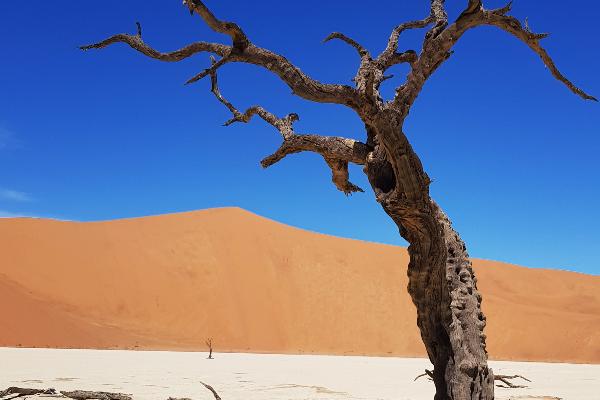 Field trip to Namibia: the world´s largest sand dune Big Daddy. The white ground is clay and salt pan with old dead trees on it.