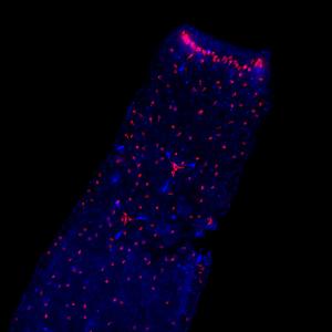 Expression of two genes red blue in spicule forming sponge cells
