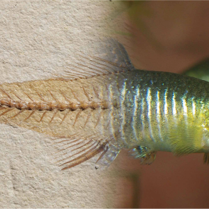 A fossil and a recent fish