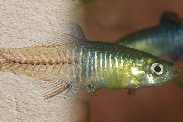 A fossil and a recent fish