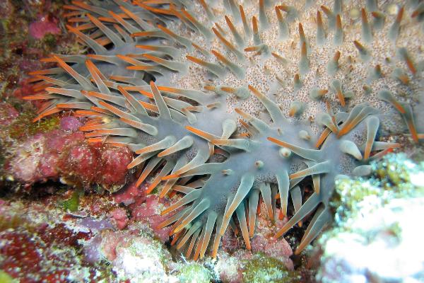 Tips of the arms of the coral-eating crown-of-thorns seastar Acanthaster cf. solaris in Okinawa, Japan.