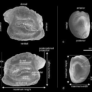 Otolith