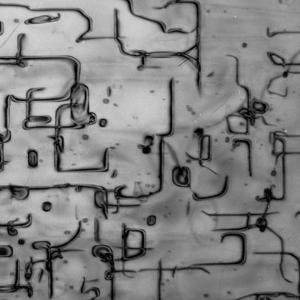 TEM bright field micrograph of dislocations in experimentally deformed olivine, image width ≈ 3 µm