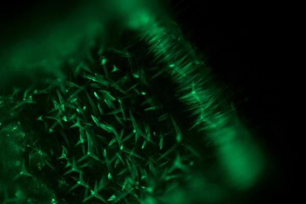 biomineralization of calcite spicules