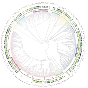 A phylogenetic tree of 16S rRNA genes that were found to correspond to bacteria that assimilation 18O stable isotopes from H218O, identifying population specific growth under anoxia in marine sediments