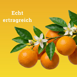 Orangenzweig mit Blüten, Blättern und Früchten