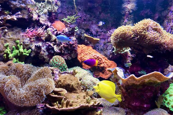 Aquarium der Geobiologie, LMU, mit Schwämmen, Fischen und Korallen