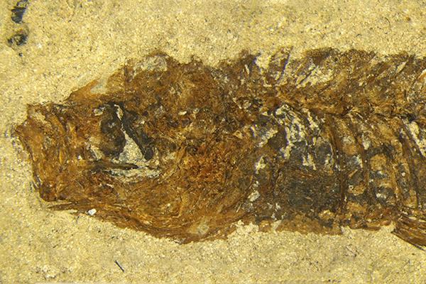 Fossiles Skelett von Wilsonilebias langhianus. Maßstab ist 5mm