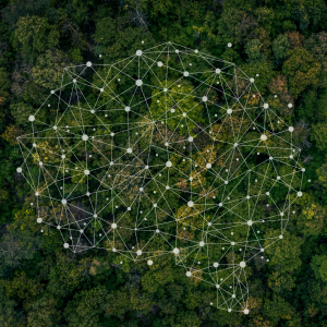 Wald mit Netzwerkgrafik