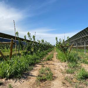 Agriculture with solar panels in Chile