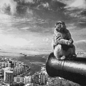 Beate Passow, Monkey Business Gibraltar, 2017 (Kunst am CAS, WS 2019/20)