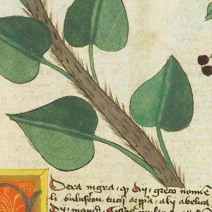 Tractatus de herbis (1440)