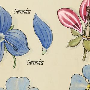 Lehrtafel der Botanik 1956 (WK_Botanik_012)