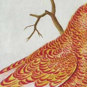 Georges Louis Le Clerc de Buffon: Histoire naturelle des Oiseaux: Avec 142 planches coloriés (1783)