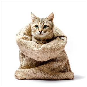 Die Katze ist aus dem Sack