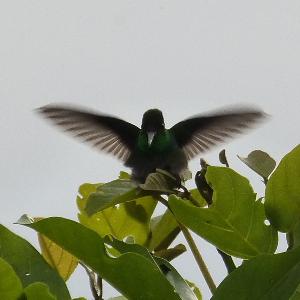 Kolibri im Flug