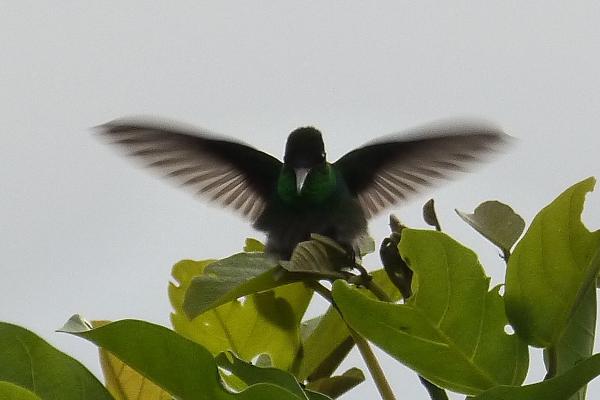 Kolibri im Flug