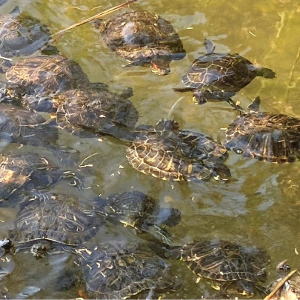 Ansammlung von Wasserschildkröten