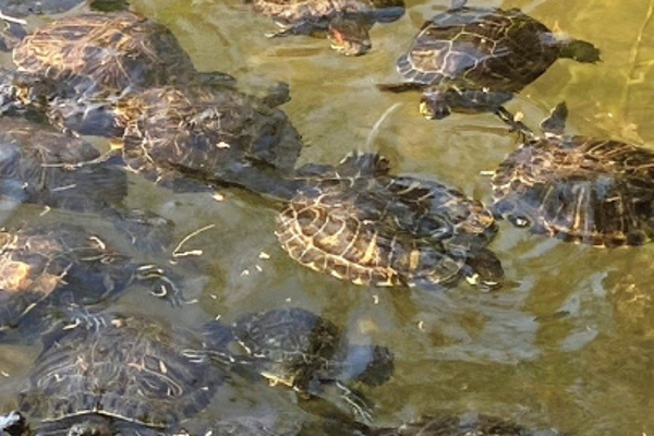 Ansammlung von Wasserschildkröten