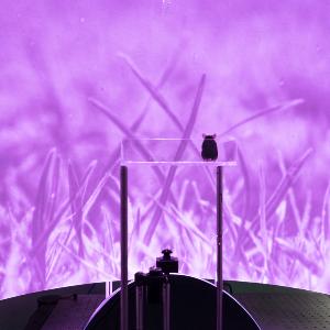 Behavioural Neuroscience setup for experiments with violet background and mouse