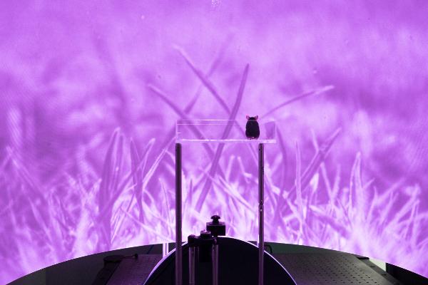 Behavioural Neuroscience setup for experiments with violet background and mouse