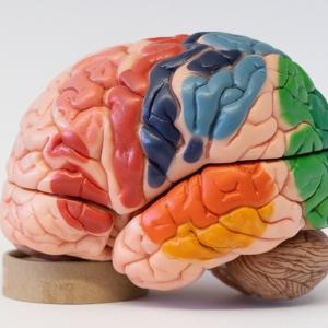 Colorful brain model by Somso®