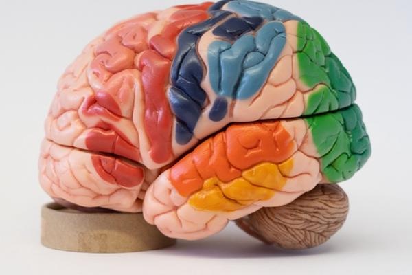 Colorful brain model by Somso®
