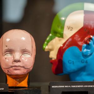 Blick auf zwei Modelle menschlicher Köpfe in der Anatomischen Anstalt