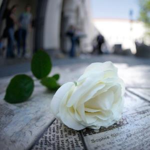Eine weiße Rose auf den steinernen Flugblättern vor dem LMU Hauptgebäude