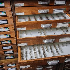 Ein Archiv von Insekten.