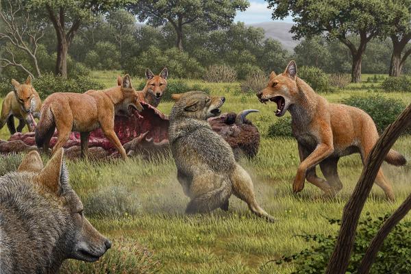 Ein Rudel „Schattenwölfe“ (Canis dirus) frisst von einem Bison, während sich ein Paar grauer Wölfe (Canis lupus) in der Hoffnung auf Beute nähert.