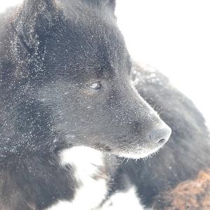 Nahaufnahme eines arktischen Hundes in einer Polarumgebung