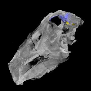 Computertomographie eines Spinosaurier-Schädels, farblich hervorgehoben sind das Innenohr (gelb) und eine damit assoziierte Gehirnregion.