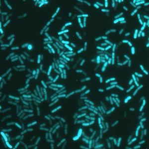 Eine Nahaufnahme eines Bakterium namens Bacillus subtilis