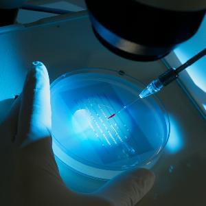 Eine Person mit blauen Handschuhen trägt rote Flüssigkeit auf eine Petrischale auf