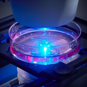 Eine Probe in einer Petrischale wird mikroskopiert