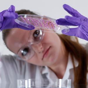 Eine Person in einem Labor betrachtet eine Petrischale