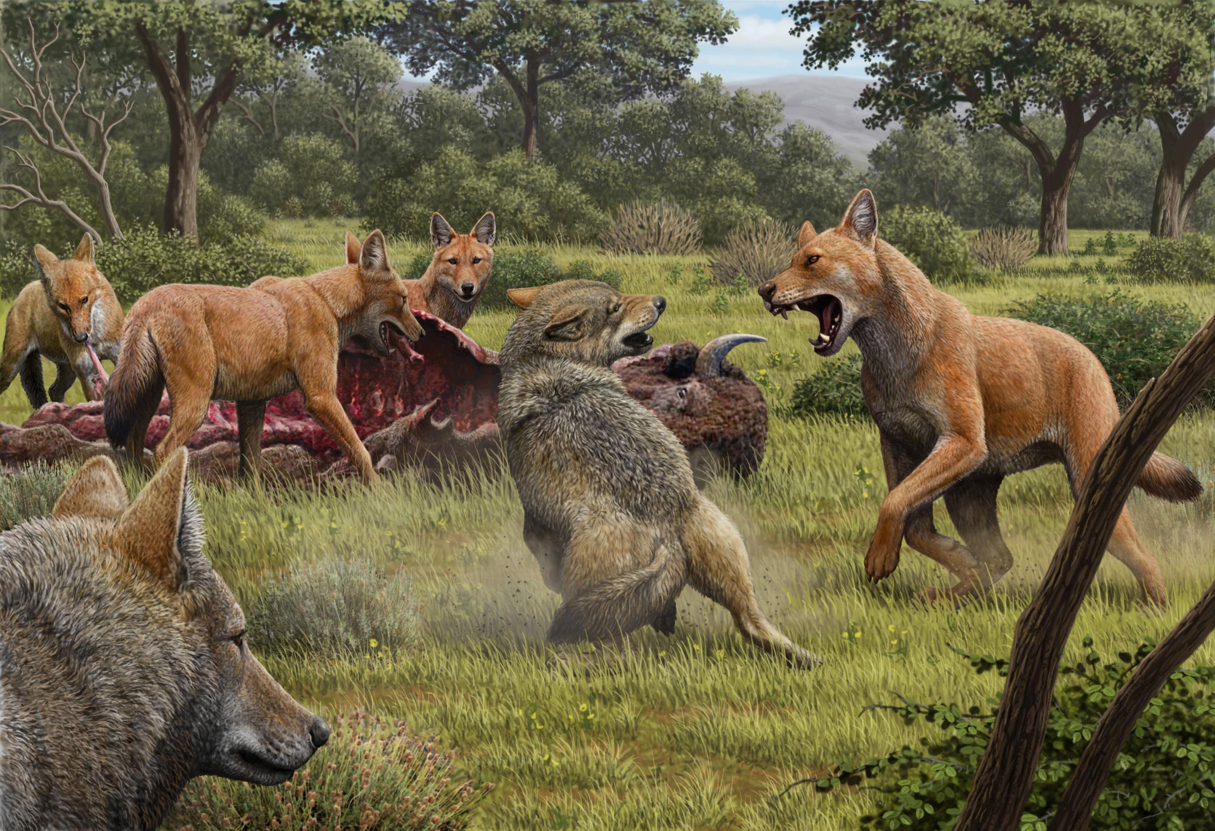 Ein Rudel „Schattenwölfe“ (Canis dirus) frisst von einem Bison, während sich ein Paar grauer Wölfe (Canis lupus) in der Hoffnung auf Beute nähert.
