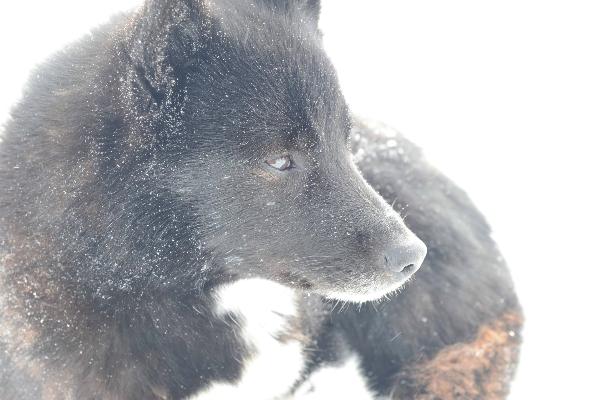 Nahaufnahme eines arktischen Hundes in einer Polarumgebung | © Robert J. Losey, University of Alberta (Kanada) Nahaufnahme eines arktischen Hundes in einer Polarumgebung