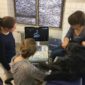 Drei Personen die einen Hund mithilfe eines Ulraschall-Gerät untersuchen.