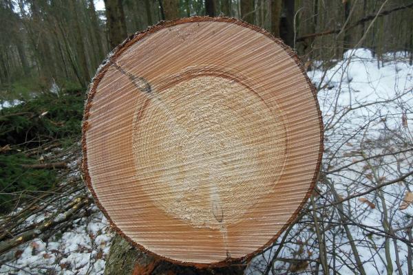 Totes Holz bietet vielfältigen Lebensraum (Fotos: C. Dimke)