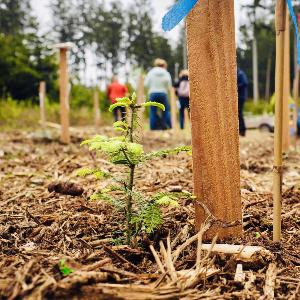 LMU tree sponsorship as part of the Deutschlandstipendium