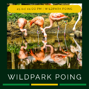 Announcement of TutoRIA trip to Wildpark Poing with picture of flamingos