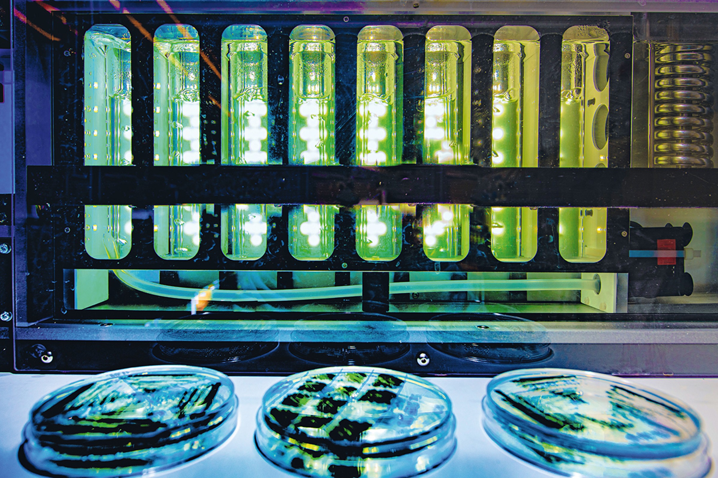 Blaualgen im Labor von Dario Leister