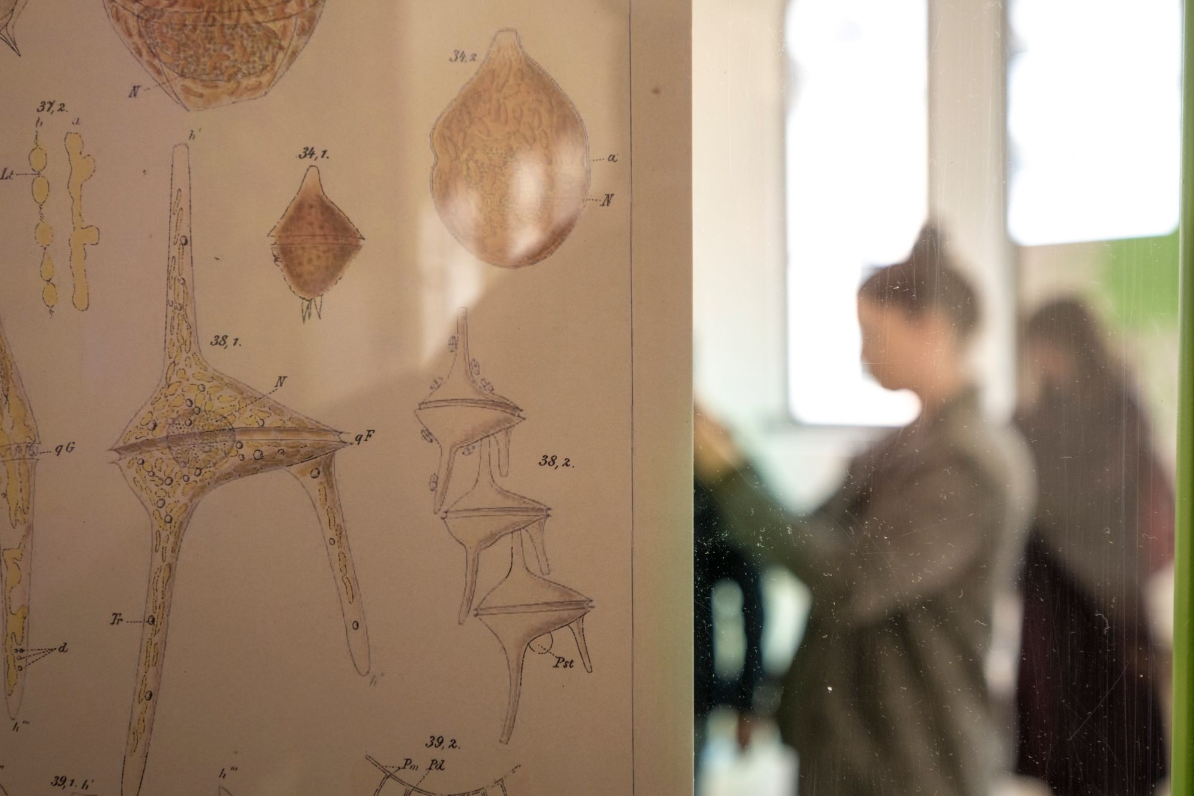 Ausstellung: Diversität in der Biodiversität
