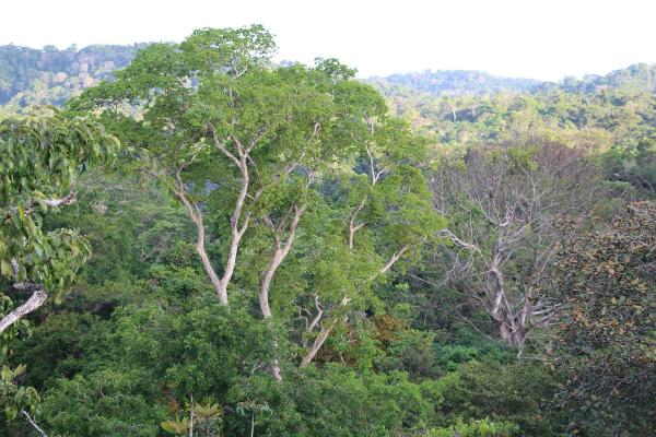 Baumwipfel im Amazonas-Regenwald